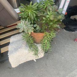 Succulent Garden In Ceramic Pot 