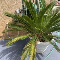 $200 &250$ Each Saga Palm 20 Years Old Need