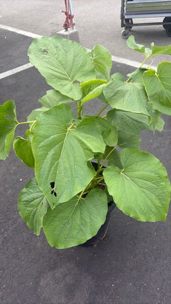 Yerbasanta