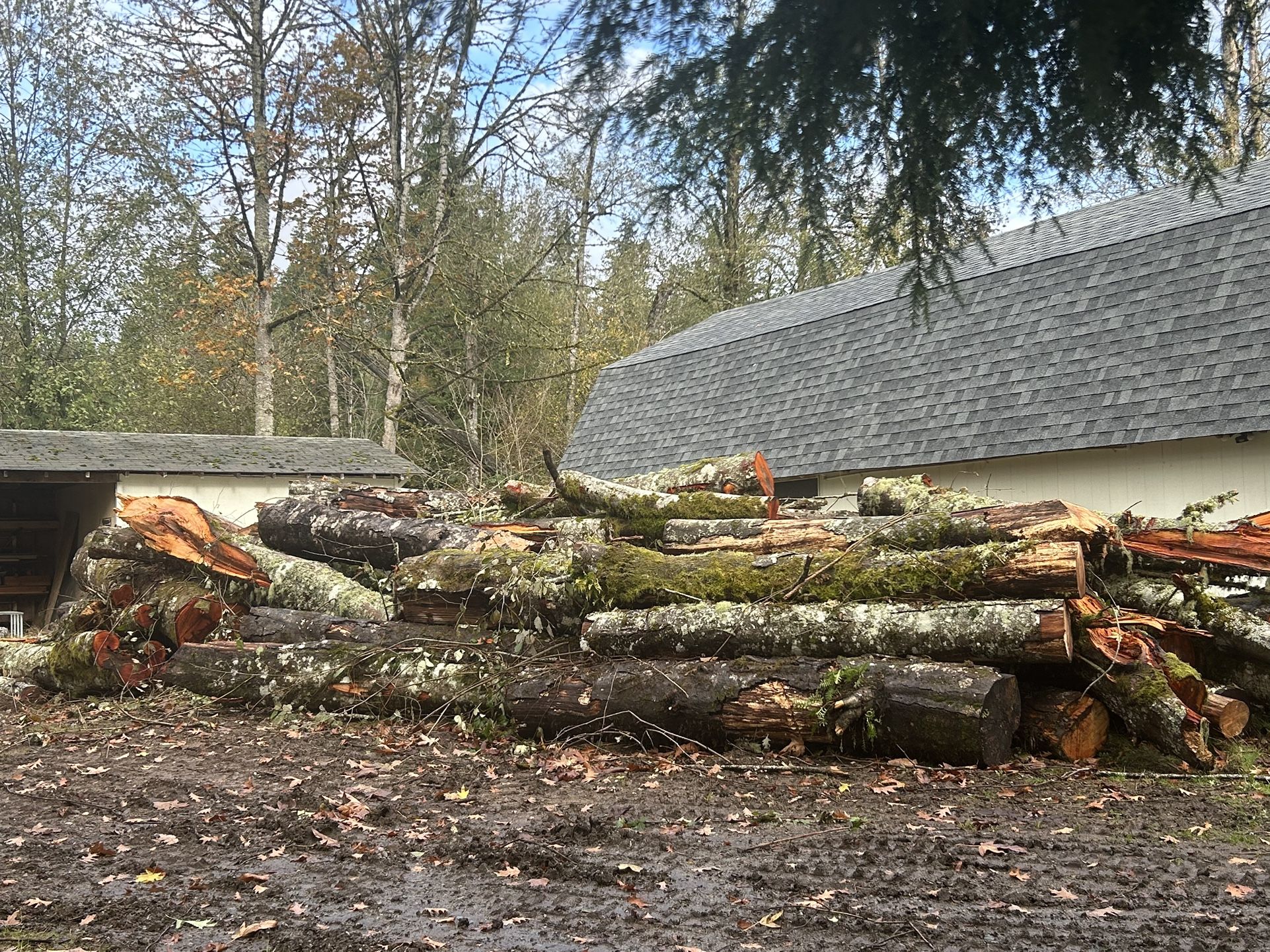 Logs and firewood