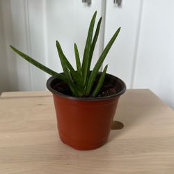 🪴Aloe Vera plant 