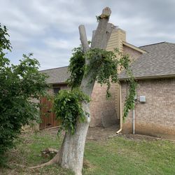 Free firewood you just need to take down the rest of the tree