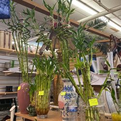 lucky bamboo plant
