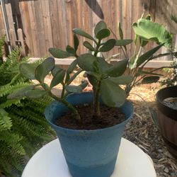 Jade Plant 