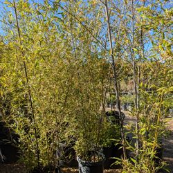 Black Bamboo 🎍