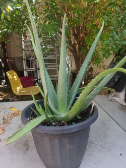 Savila/Aloe Vera