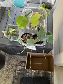 3 Rooted Cuttings Reverted Monstera Aurea $10