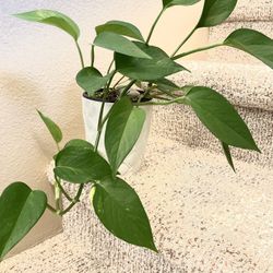 Philodendron  House Plant In Textured Ceramic Pot 5.5"H.