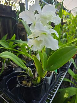 White Cattleya Orchid Plant in Bloom