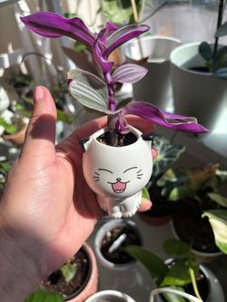 Tradescantia Nanouk in ceramic pot
