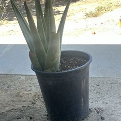 Savila Aloe Vera Plant