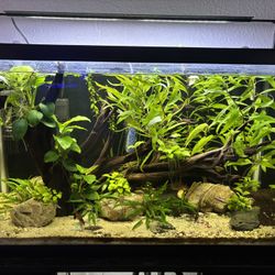 35 Gallon Tank