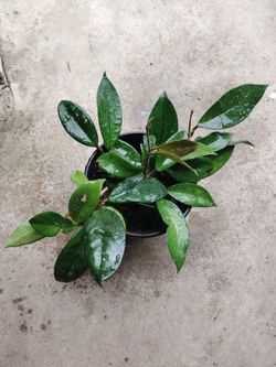 Hoya carnosa splash silver