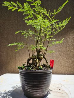 Old Bird of paradise ( Caesalpinia gilliesii ) Bonsai Tree