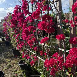 Bougainvillea Trellis