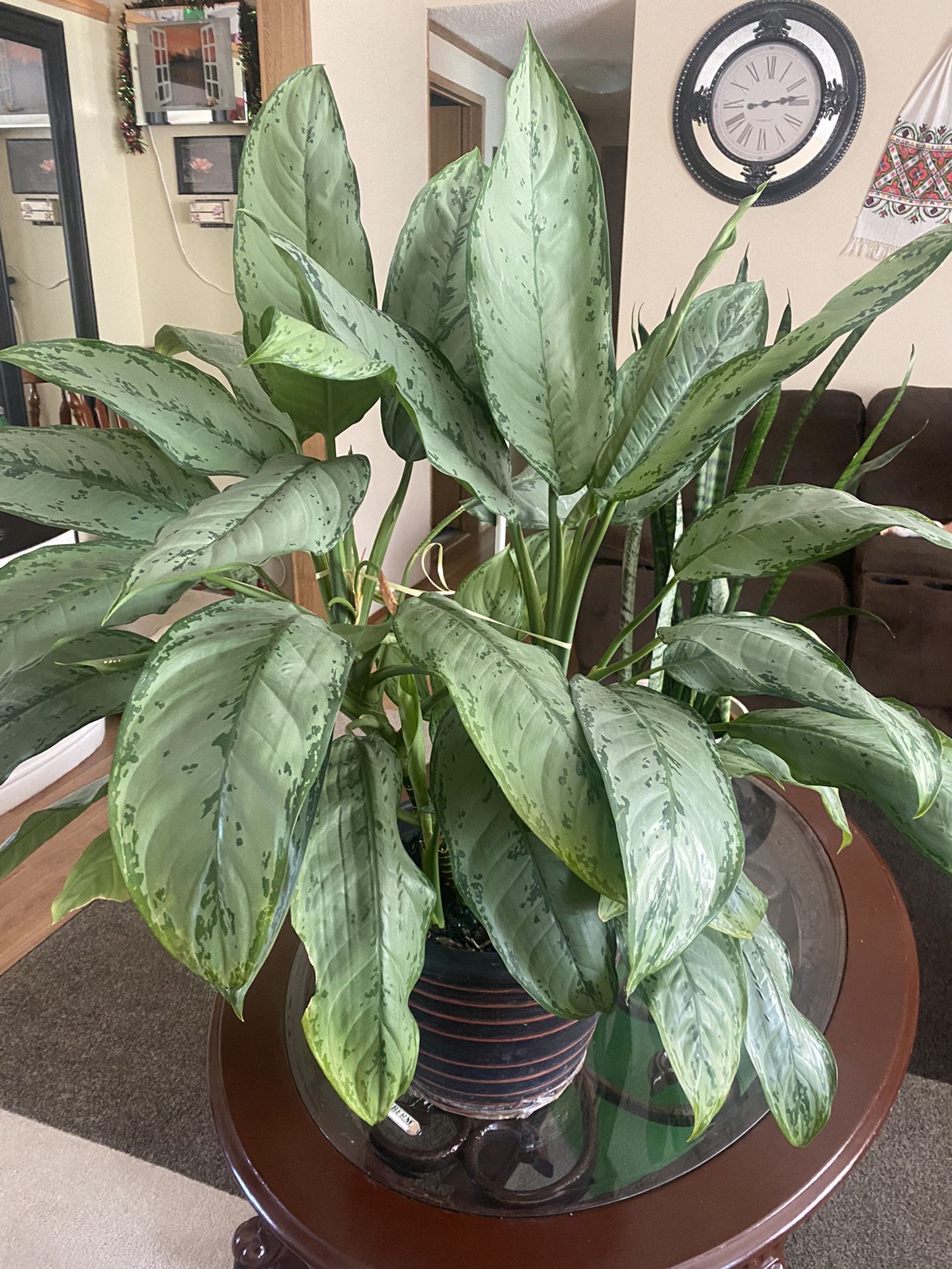 Chinese Evergreen Plant 
