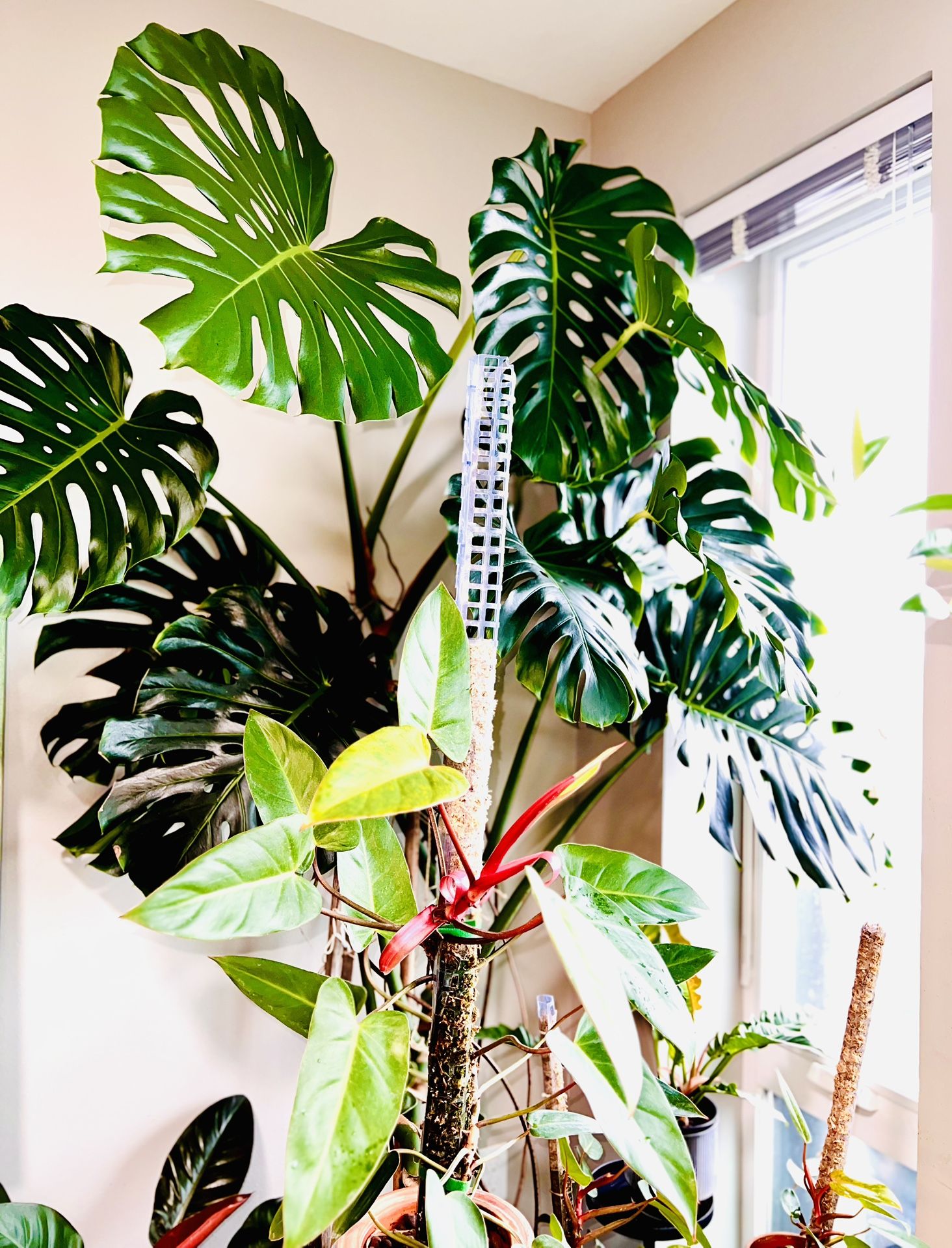 Monstera , painted lady