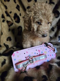 Accessories Puppies