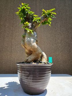 Old Bougainvillea RED   Bonsai Tree