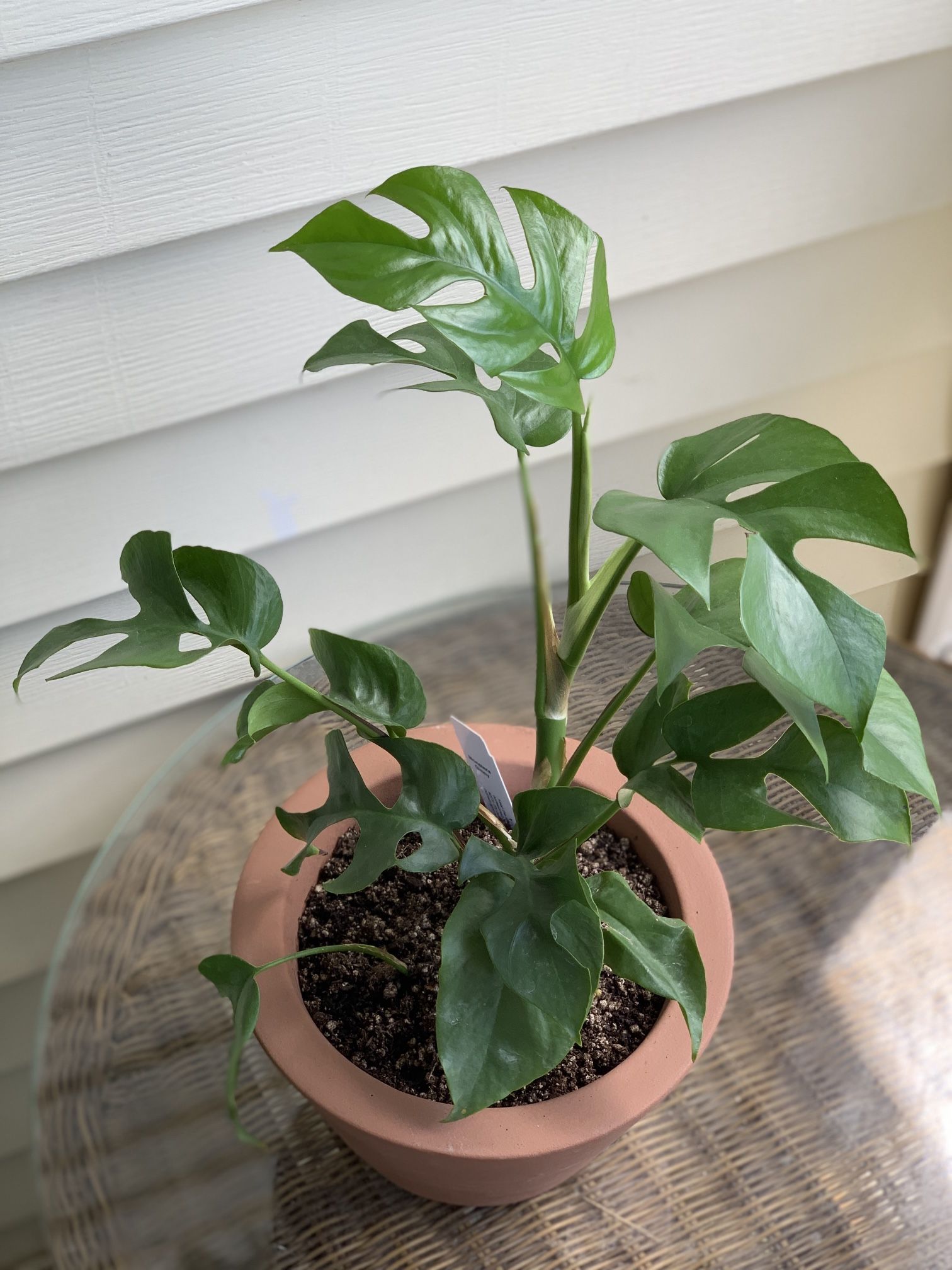 House Plant 8” Pot Monstera Ginny 