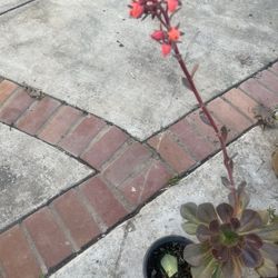 Plant With Bloom  Succulent