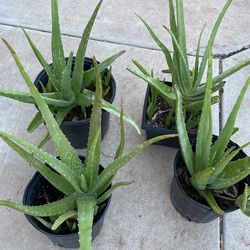 Fresh Aloe Vera