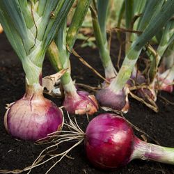 Red Onion Plant