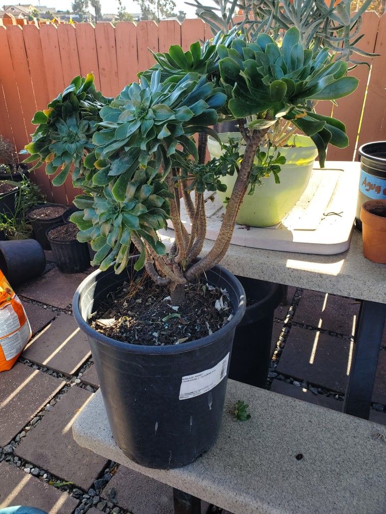 Aeonium Arboretum Succulent Plant