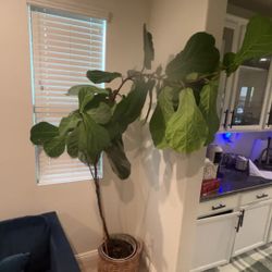 Real Plant decoration 