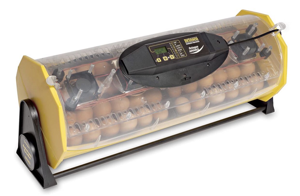 Incubator for up to 40 eggs Brisnea automatic