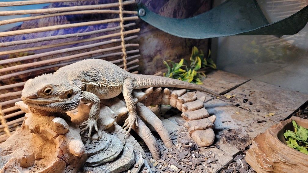 Bearded Dragon Adult Male With Full Tank Setup