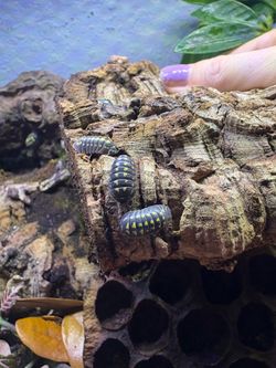 Gestroi Isopods