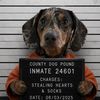 Cujo Collects