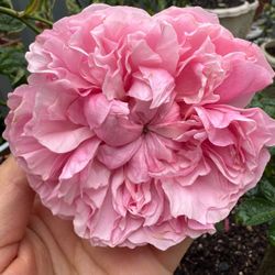 English DA  Rose "Miranda "live plant 2 gallons 