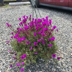 Productus Purple