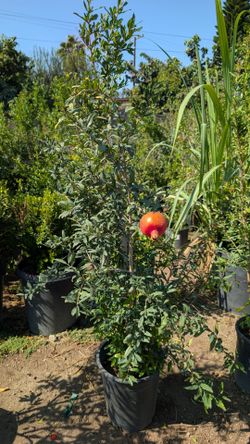 Pomegranate Tree