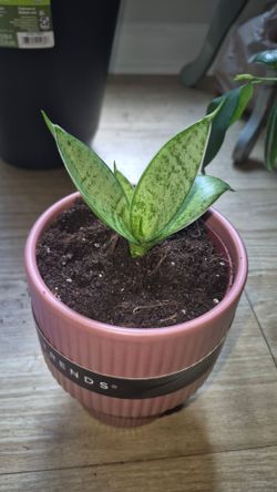 Snake plant pup