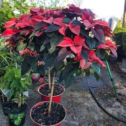 Poinsettias Tree