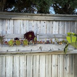 Large Wood Planter with lots of succulents Offers Accepted !!