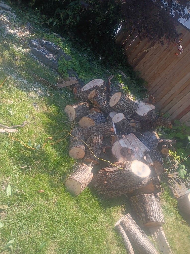 Free Firewood In DuPont