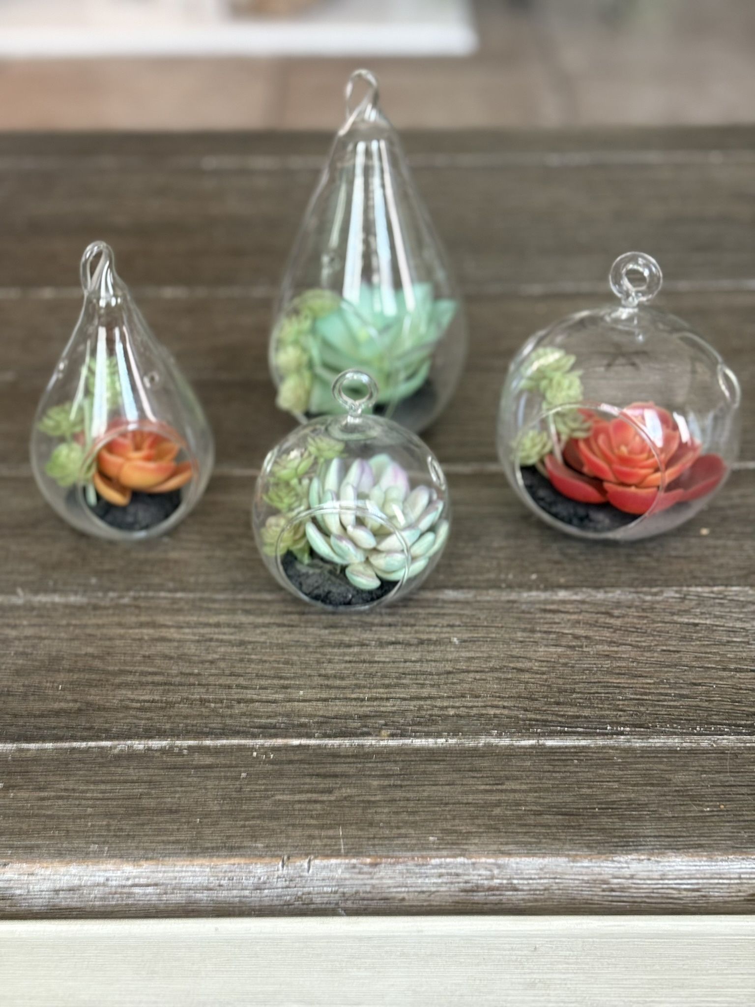 Decorative succulents