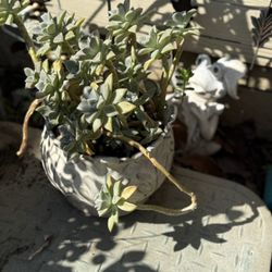 Succulent Plant Pot 