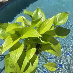 4in Neon Pothos Indoor Plant