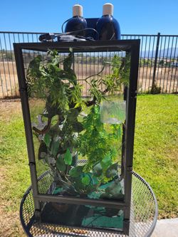 Chameleon habitat