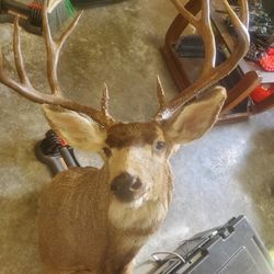 Buck head  10 point