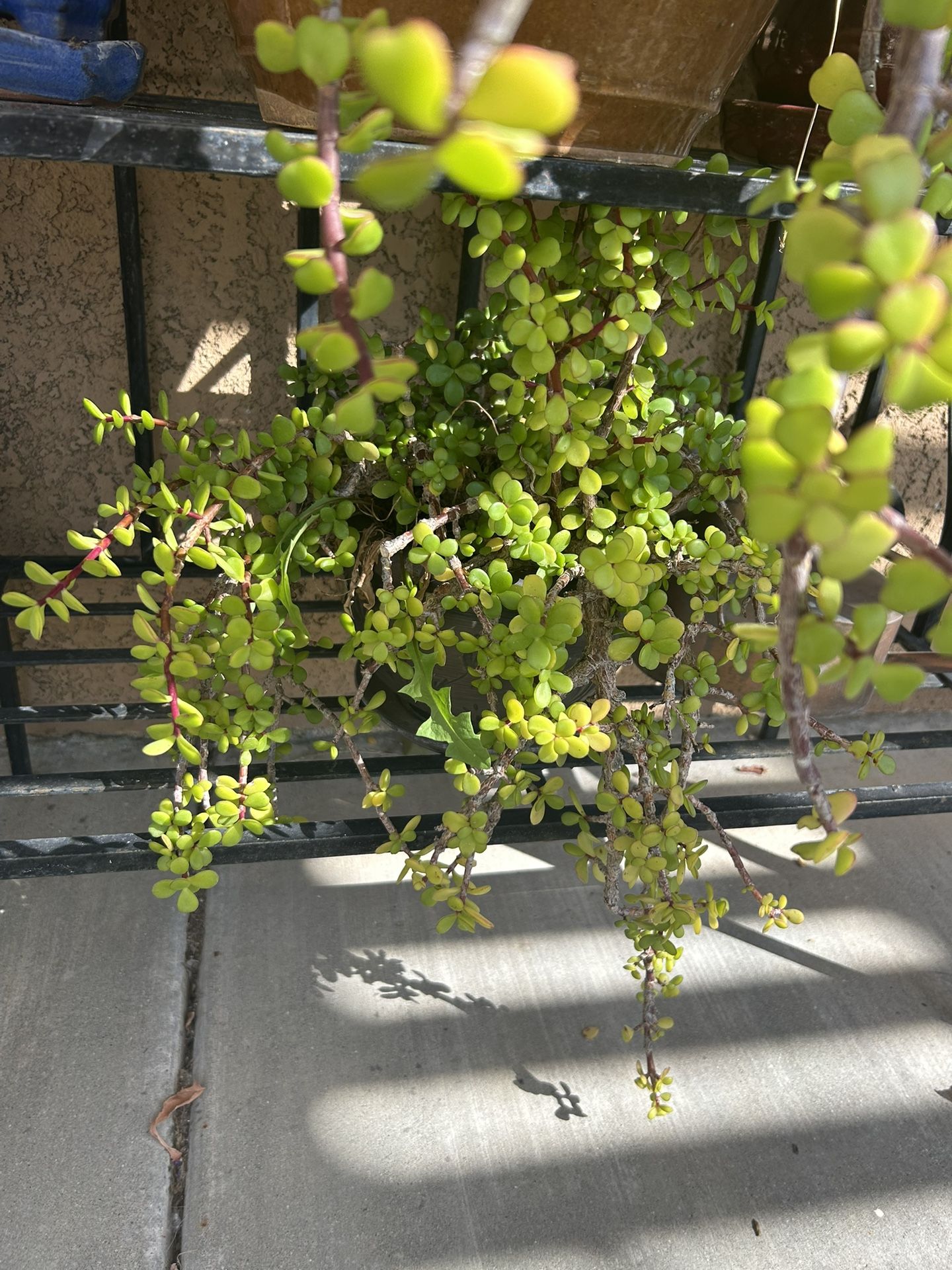 Plant