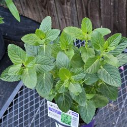 Spearmint Herbs