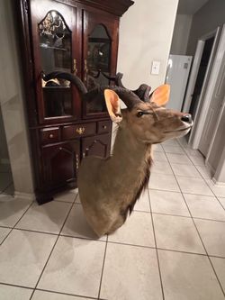 Kudu taxidermy mount