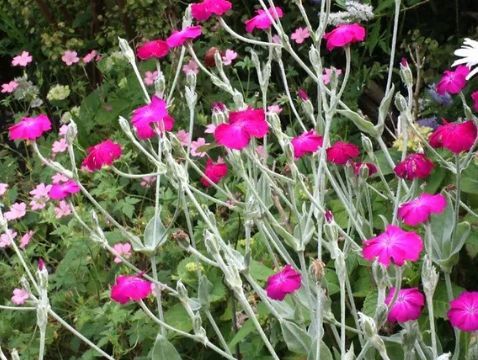 Champion Rose Plant