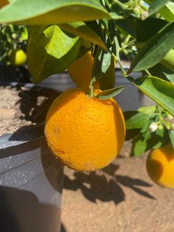 5 Gallon Size- Fruiting Age- Citrus Trees
